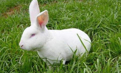 冬春谨防獭兔腹泻-图片版权归惠农网所有