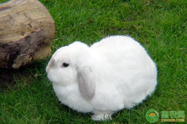 獭兔种兔引进有哪些准备工作？獭兔种兔安全引进要点-图片版权归惠农网所有