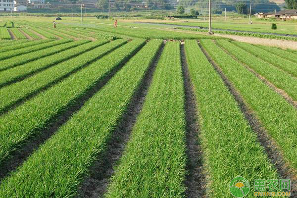 韭菜疫病的症状及防治措施-图片版权归惠农网所有