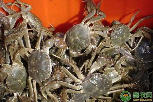 螃蟹水霉病病发症状、原因及治疗方法-图片版权归惠农网所有