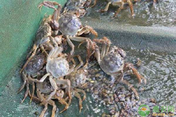 螃蟹水霉病病发症状、原因及治疗方法-图片版权归惠农网所有