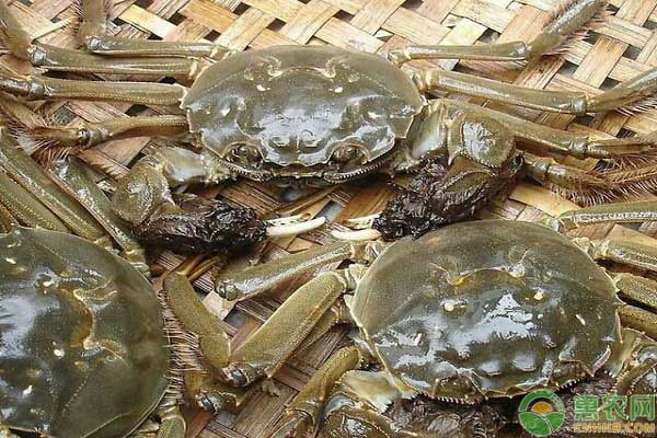 螃蟹水霉病病发症状、原因及治疗方法-图片版权归惠农网所有