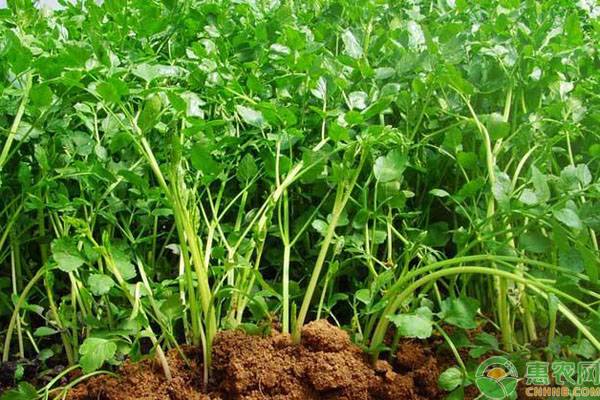 四季小香芹的种植管理技术-图片版权归惠农网所有