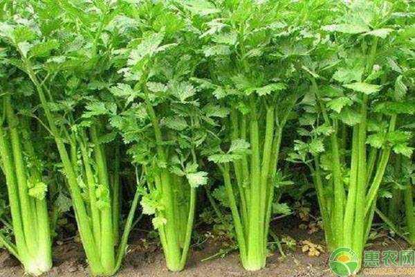 香芹的高产种植技术要点-图片版权归惠农网所有