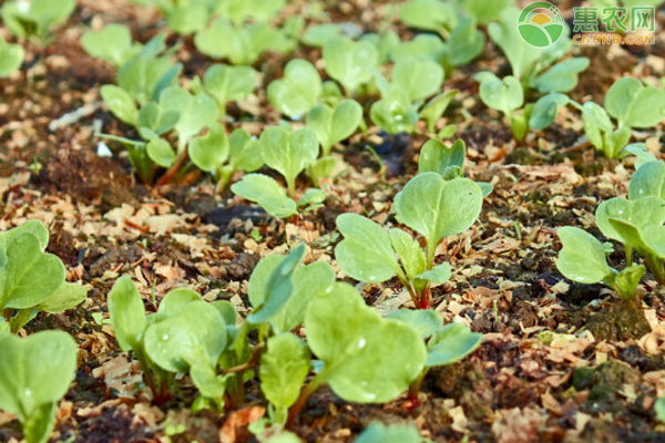 如何种植樱桃萝卜？-图片版权归惠农网所有