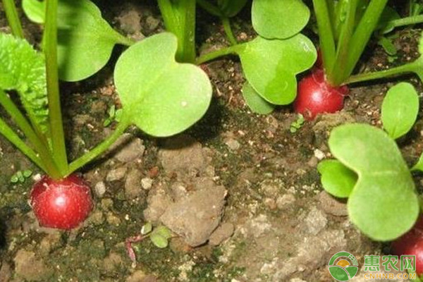 如何种植樱桃萝卜？-图片版权归惠农网所有