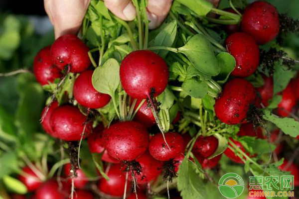 樱桃萝卜如何种？樱桃萝卜的栽种技巧及日常养护-图片版权归惠农网所有