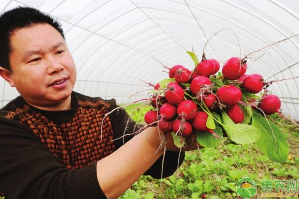 樱桃萝卜怎么种？浅谈樱桃萝卜的种植管理技巧-图片版权归惠农网所有