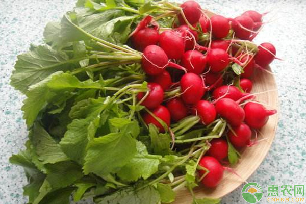 樱桃萝卜怎么种？浅谈樱桃萝卜的种植管理技巧-图片版权归惠农网所有