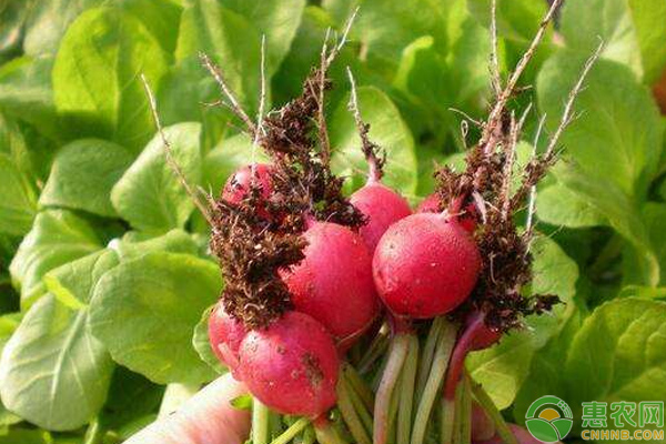 樱桃萝卜怎么种？浅谈樱桃萝卜的种植管理技巧-图片版权归惠农网所有