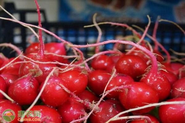 樱桃萝卜关键种植技术-图片版权归惠农网所有
