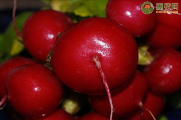 樱桃萝卜关键种植技术-图片版权归惠农网所有