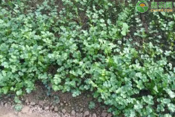 芫荽几天发芽出苗？-图片版权归惠农网所有