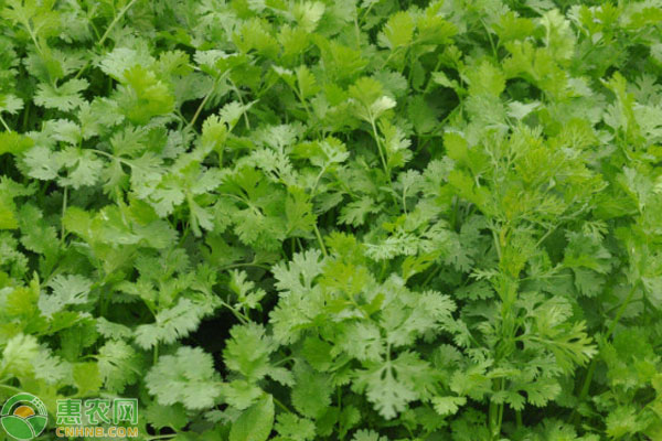 芫荽几天发芽出苗？-图片版权归惠农网所有
