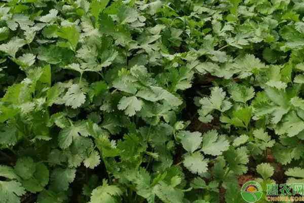 芫荽几天发芽出苗？-图片版权归惠农网所有