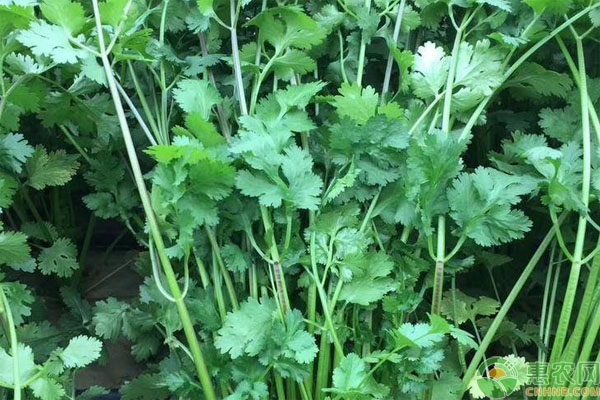 刺芫荽的种植方法和时间-图片版权归惠农网所有