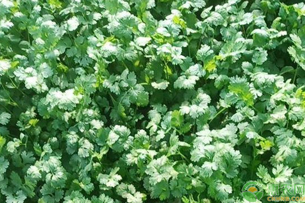 刺芫荽的种植方法和时间-图片版权归惠农网所有