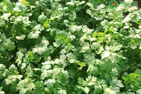 刺芫荽的种植方法和时间-图片版权归惠农网所有
