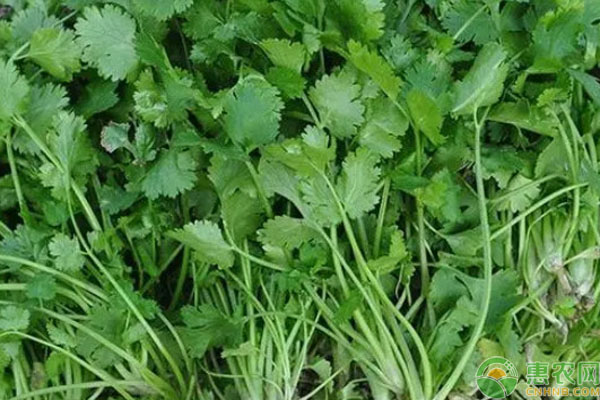 芫荽几天发芽出苗？-图片版权归惠农网所有