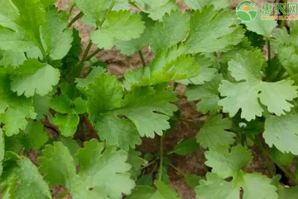 芫荽几天发芽出苗？-图片版权归惠农网所有