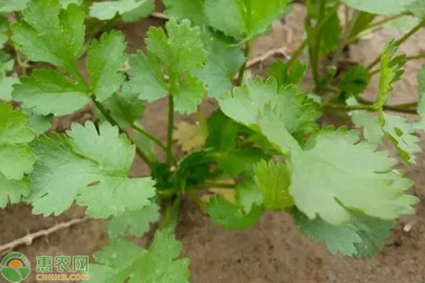 芫荽几天发芽出苗？-图片版权归惠农网所有