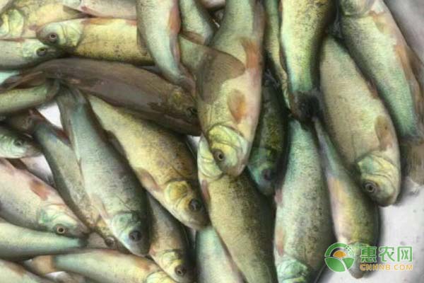 丁桂鱼苗在一天什么时候喂饲料？丁桂鱼苗喂养要点介绍-图片版权归惠农网所有