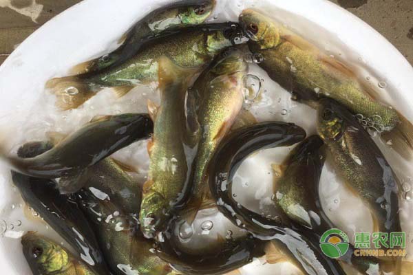 丁桂鱼苗在一天什么时候喂饲料？丁桂鱼苗喂养要点介绍-图片版权归惠农网所有