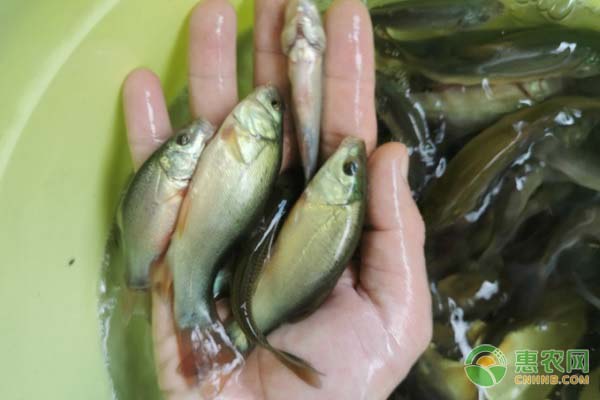 丁桂鱼苗在一天什么时候喂饲料？丁桂鱼苗喂养要点介绍-图片版权归惠农网所有