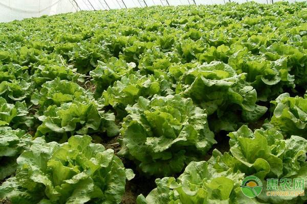 生菜怎么种？-图片版权归惠农网所有