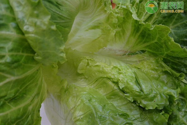 生菜的种植方法和时间-图片版权归惠农网所有