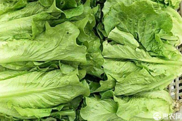 生菜的种植方法和时间-图片版权归惠农网所有