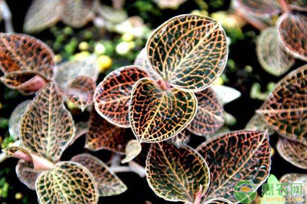 中药材种植方式-图片版权归惠农网所有