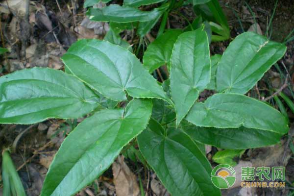 淫羊藿怎么种？淫羊藿种植技术-图片版权归惠农网所有