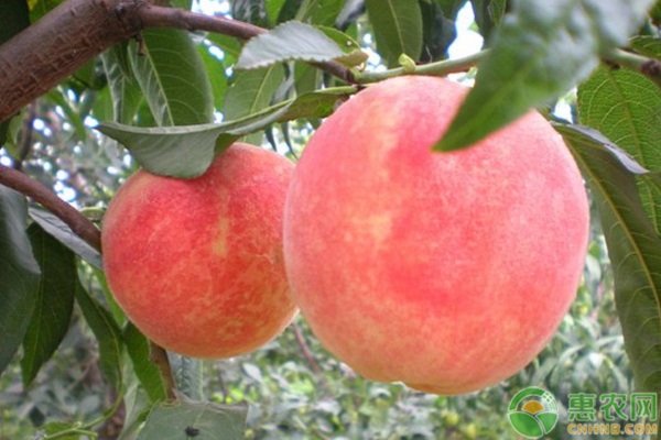 3月桃树管理方法-图片版权归惠农网所有