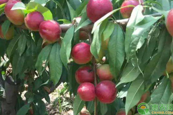 大棚油桃修剪时间和方法-图片版权归惠农网所有