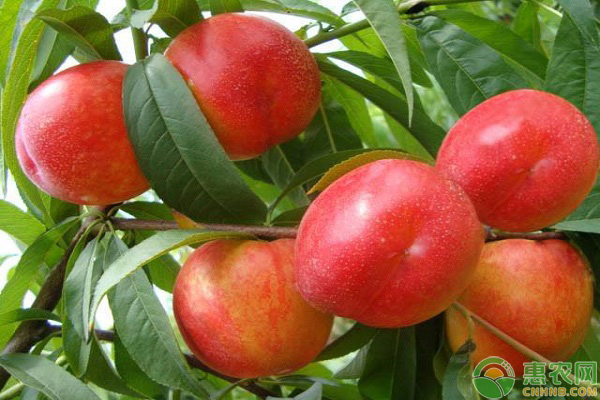 大棚油桃修剪时间和方法-图片版权归惠农网所有