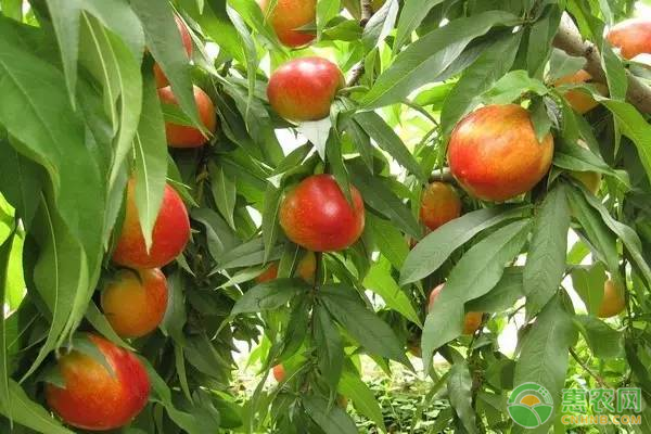 大棚油桃修剪时间和方法-图片版权归惠农网所有