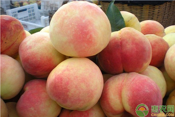 桃树现在能修剪吗？怎么修剪？-图片版权归惠农网所有