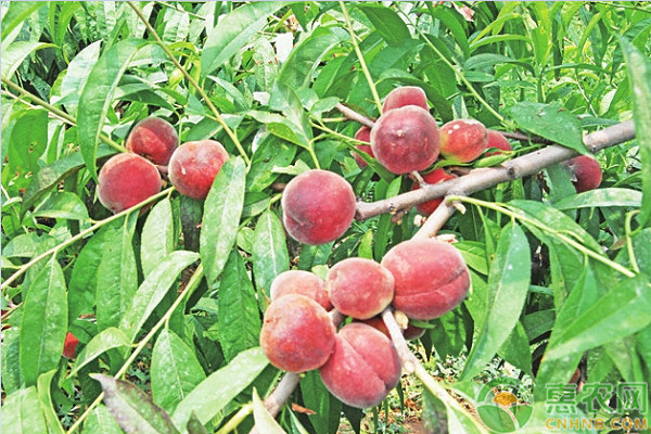桃树现在能修剪吗？怎么修剪？-图片版权归惠农网所有