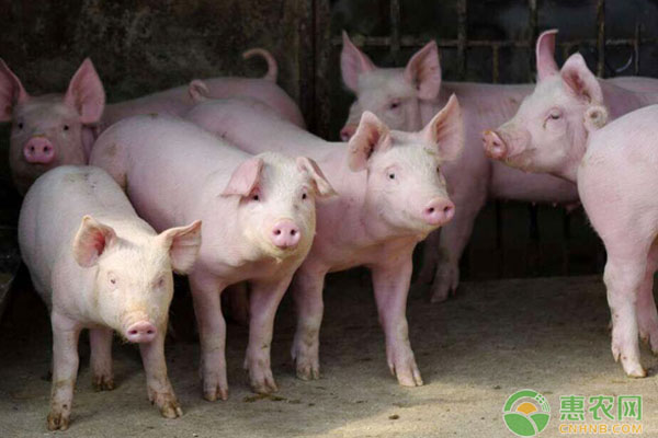 猪养殖有哪些窍门?猪养殖这些公式要牢记-图片版权归惠农网所有