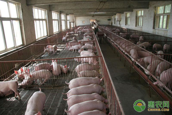 猪养殖有哪些窍门?猪养殖这些公式要牢记-图片版权归惠农网所有