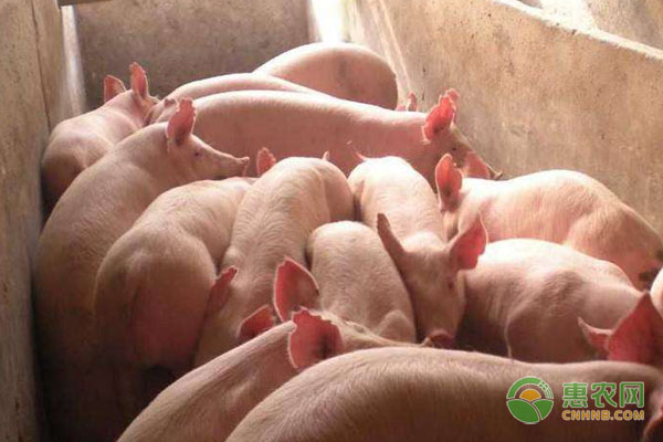 猪养殖有哪些窍门?猪养殖这些公式要牢记-图片版权归惠农网所有