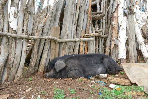 放养猪的养殖方法-图片版权归惠农网所有