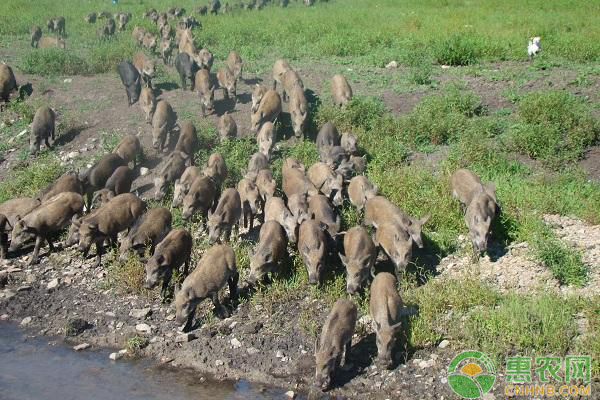 野猪如何养殖？野猪的致富养殖技术-图片版权归惠农网所有
