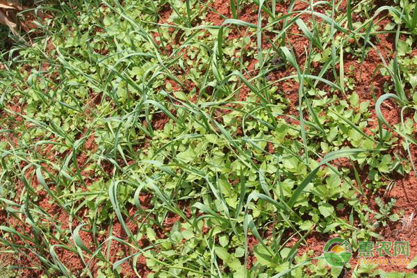 蒜苔采收后水肥怎么管理？-图片版权归惠农网所有