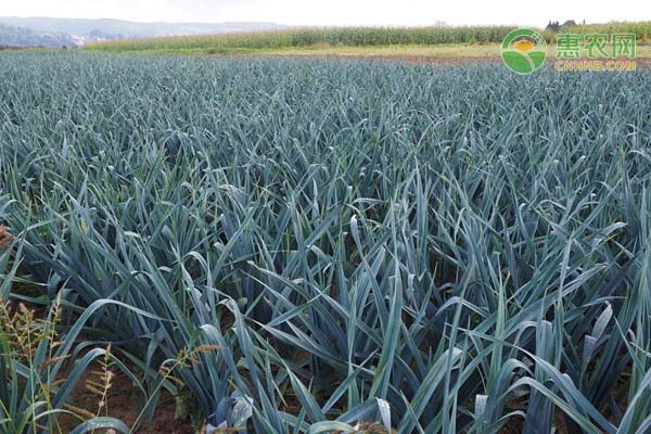 蒜苔采收后水肥怎么管理？-图片版权归惠农网所有