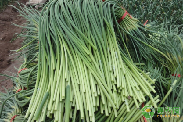 蒜苔采收后水肥怎么管理？-图片版权归惠农网所有