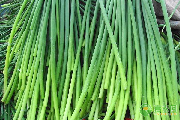 蒜苔的采收方法及注意事项-图片版权归惠农网所有