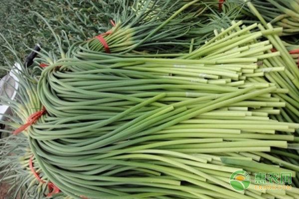 蒜苔的采收方法及注意事项-图片版权归惠农网所有