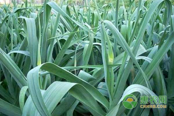大蒜采收蒜苔后如何管理?-图片版权归惠农网所有